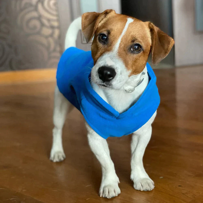 Roupinha para cães - Caap Descontos